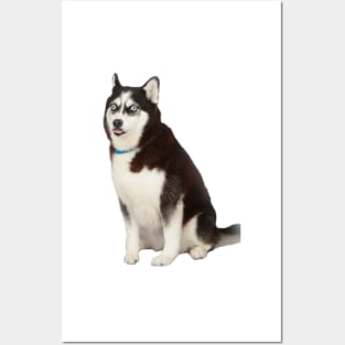 Husky meme Posters and Art